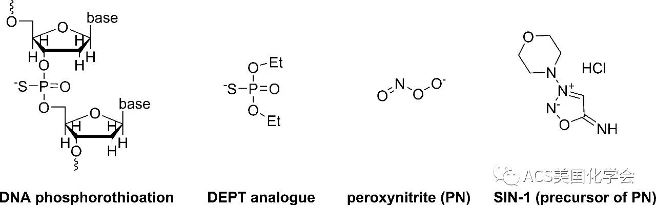ACS Chem. Biol.│DNA硫代磷酸酯的氧化应激新机制-欢迎访问空军军医大学(第四军医大学)