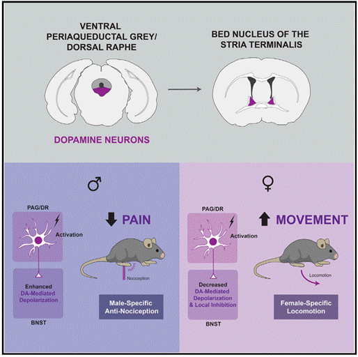 Neuron:疼痛感性别差异的神经环路新机制-欢迎访问空军军医大学(第四军医大学)